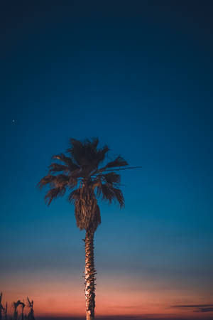 The Beautiful Ombre Sky With A Single Palm Tree Silhouetted Against It Wallpaper