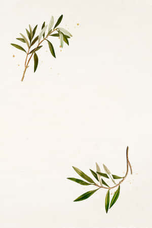 The Beauty And Strength Of An Olive Tree Wallpaper