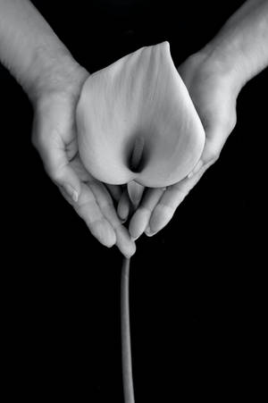 The Beauty Of A Calla Lilly In A Dramatic Black Screen Wallpaper