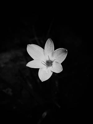 The Beauty Of A Single Flower In Black And White Wallpaper