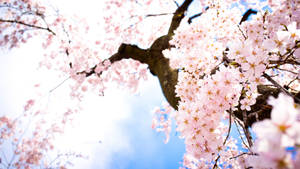“the Beauty Of Cherry Blossoms In Japan” Wallpaper