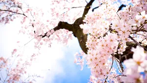 “the Beauty Of Cherry Blossoms In Japan” Wallpaper
