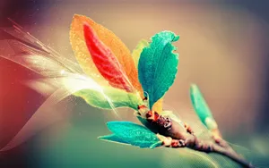 The Beauty Of Difference Wallpaper