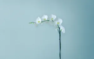 The Beauty Of Minimalism - Simple Yet Powerful Wallpaper