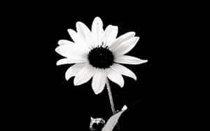 The Beauty Of Nature And Dark Flowers Wallpaper
