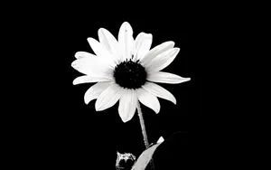 The Beauty Of Nature And Dark Flowers Wallpaper