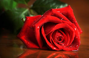 The Beauty Of Red - A Dewy Rose Wallpaper