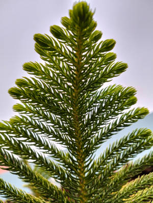 The Best Hd Phone Norfolk Island Pine Wallpaper