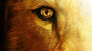 The Chronicles Of Narnia Aslan Eye Wallpaper