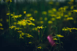 The Dark Secrets Of Nature Wallpaper