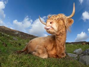 The Furry Uk Highland Cattle Wallpaper