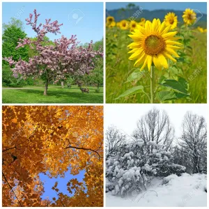 The Harmony Of Four Seasons Wallpaper