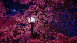 The Lamp And The Aesthetic Cherry Blossom Wallpaper