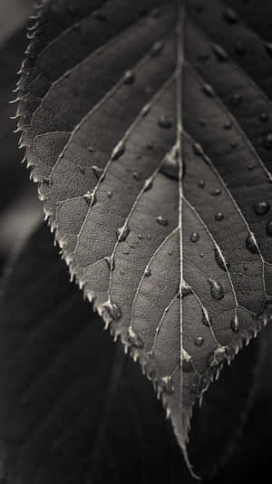 The Majestic Galaxy Note 4 Wallpaper