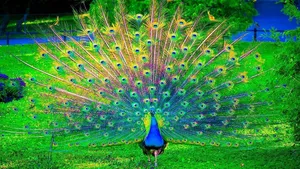 The Most Beautiful Peacock Desktop Wallpaper, Pretty Peacock Image, Animal Lovers 2018 Wallpaper