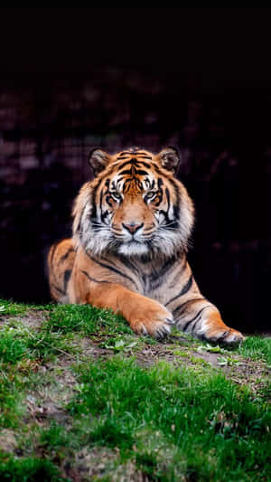 The Power Of The Tiger Is Now In Your Hands. Wallpaper