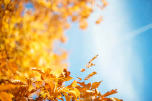 The Vibrant Colors Of New England In Autumn Wallpaper