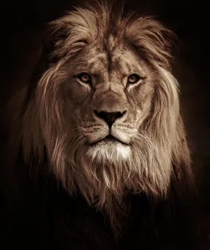 Thick Fur Lion Head Wallpaper