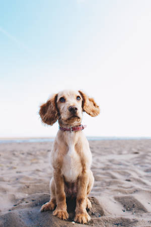 This Cocker Spaniel Loves Playing In The Sand. Wallpaper