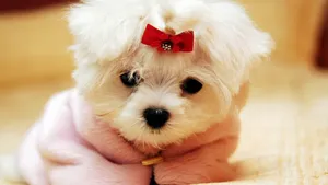 This Cool Dog Is Ready To Play Wallpaper