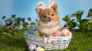 This Dog Just Got A Special Easter Present! Wallpaper
