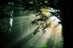 Thorough Forest Sunlight Wallpaper