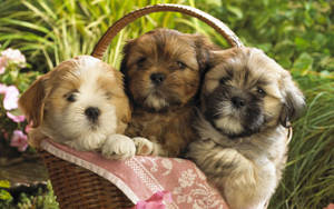 Three Adorable Shih Tzu Puppies Wallpaper