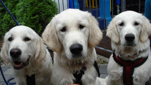 Three Adult Cream Labrador Dogs Wallpaper