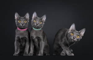 Three Chartreux Cats Wallpaper