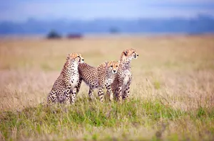 Three Cheetahs On Grass Field Wallpaper