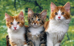 Three Cute Cats Wallpaper