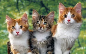 Three Cute Cats Wallpaper