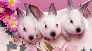 Three Cute Easter Bunnies Wallpaper