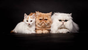 Three Fluffy Cute Cats Wallpaper