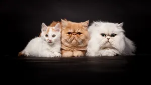 Three Fluffy Cute Cats Wallpaper