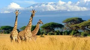 Three Giraffes At Kenya Field Wallpaper
