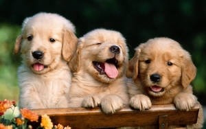 Three Golden Dog Puppies Wallpaper