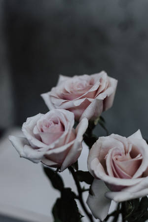 Three Pink Roses Mothers Day Wallpaper