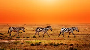 Three Zebra Walking In Field Wallpaper