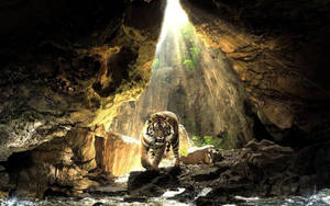 Tiger Animal Cave Wallpaper