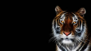 Tiger Animal With Orange Eyes Digital Art Wallpaper