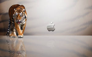 Tiger Apple Macos Wallpaper