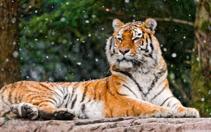Tiger Cat Relaxing Wallpaper