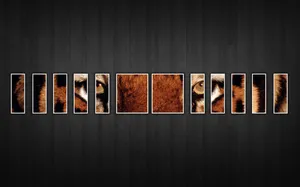 Tiger Facebook Cover Wallpaper