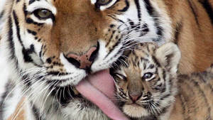 Tiger Licking Cub Animal Wallpaper