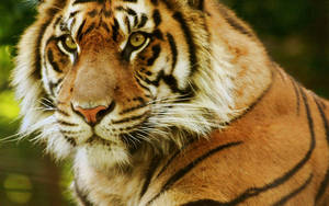 Tiger Predator Eyes Portrait Wallpaper