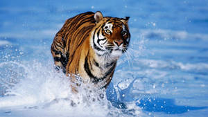 Tiger Running In Water Wallpaper