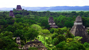 Tikal In Forest Wallpaper