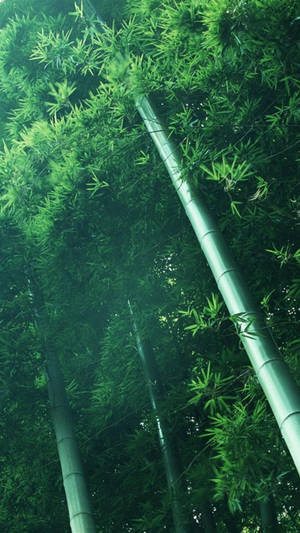 Tilted Bamboo Forest Iphone Wallpaper