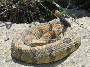 Timber Rattler Snake Daylight Wallpaper